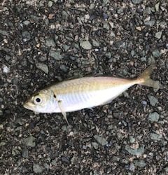 福井で夏のケンサキイカエギングと五目釣り